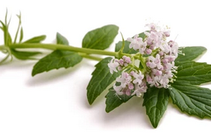 Valeriana