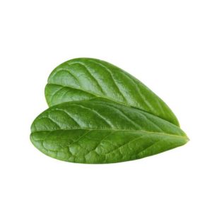 Arándano Hoja