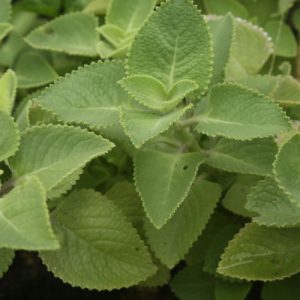 Boldo (Hoja)