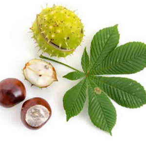 Castaño de Indias