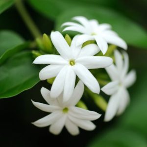 Flor de Jazmín