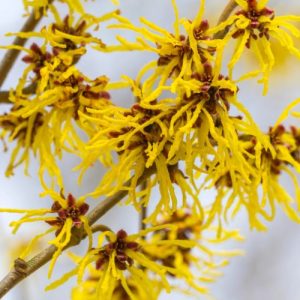 Hamamelis