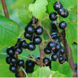 Grosellero Negro