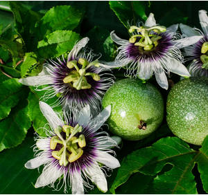 Passiflora (Pasionaria)