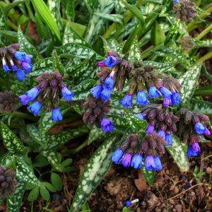 Pulmonaria