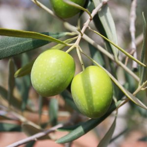 Hojas de Olivo