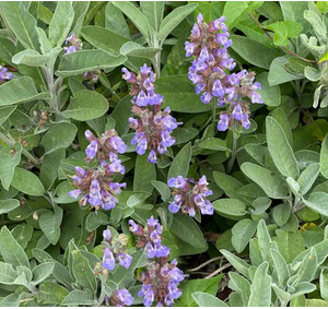 Salvia
