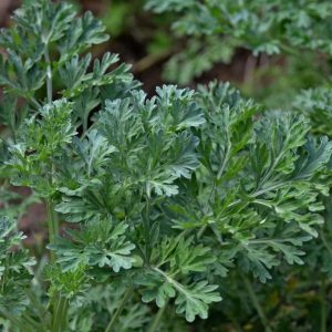 Ajenjo (Artemisa Amarga)