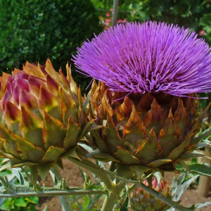 Alcachofera
