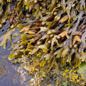 Fucus