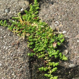Herniaria (rompepiedra)