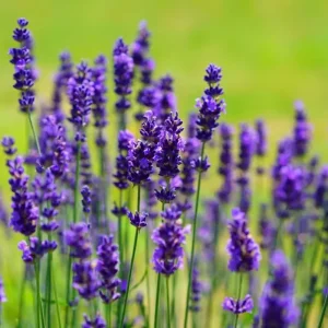 Lavanda o Alucema