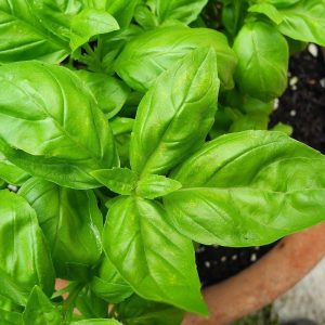 Albahaca