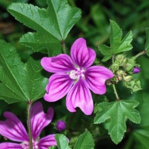 Malva Planta