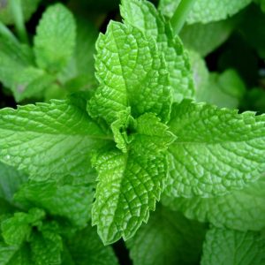 Menta (Bolsa)